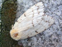 Attēlu rezultāti vaicājumam “Lymantria dispar larva”