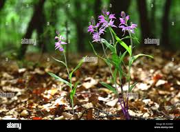 Attēlu rezultāti vaicājumam “Cephalanthera rubra”