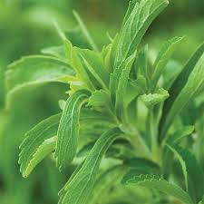 Image result for Stevia rebaudiana