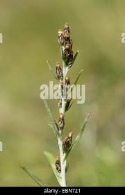 Attēlu rezultāti vaicājumam “Gnaphalium sylvaticum bud”