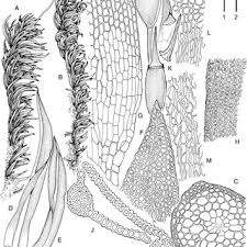 Attēlu rezultāti vaicājumam “Hymenostylium recurvirostrum”