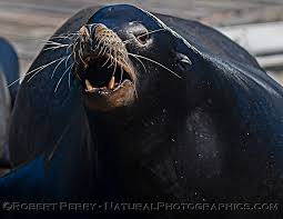 Image result for Zalophus californianus