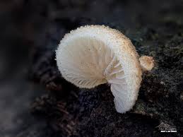 Attēlu rezultāti vaicājumam “Amaurochaete fusiformis macro”