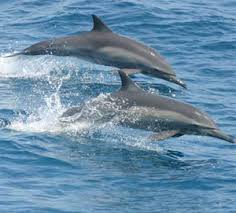 Image result for Delphinus delphis