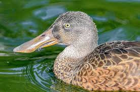 Attēlu rezultāti vaicājumam “Anas clypeata”