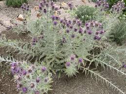 Image result for Ptilostemon afer