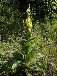 Image result for Verbascum densiflorum