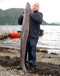 Image result for Conger conger