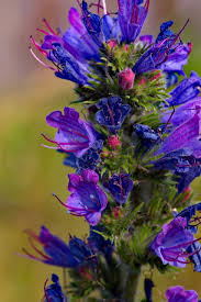 Attēlu rezultāti vaicājumam “Echium vulgare”