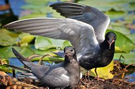 Attēlu rezultāti vaicājumam “Chlidonias niger”