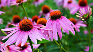 Attēlu rezultāti vaicājumam “Echinacea purpurea bud”