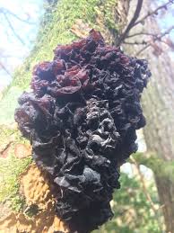 Attēlu rezultāti vaicājumam “Hymenoscyphus fructigenus var. coryli”