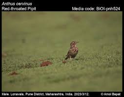 Image result for Anthus cervinus