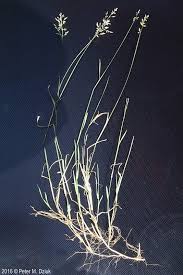 Attēlu rezultāti vaicājumam “Poa compressa leaf”