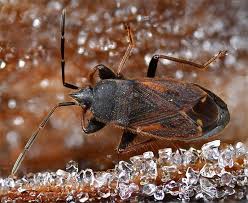 Attēlu rezultāti vaicājumam “Eremocoris plebejus”