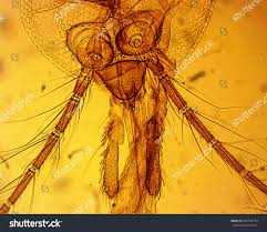 Attēlu rezultāti vaicājumam “Culex pipiens female”