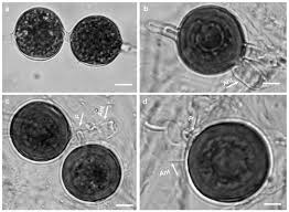 Attēlu rezultāti vaicājumam “Pylaisia polyantha sporophyte”