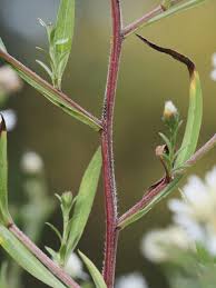 Image result for Aster lanceolatus