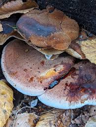 Attēlu rezultāti vaicājumam “Ischnoderma benzoinum”