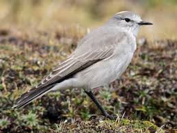 Image result for selvatici tehron