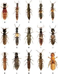 Attēlu rezultāti vaicājumam “Staphylinidae”