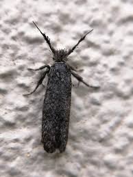 Attēlu rezultāti vaicājumam “Ypsolophidae”