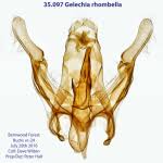 Attēlu rezultāti vaicājumam “Gelechia rhombella”