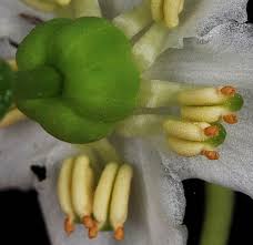 Attēlu rezultāti vaicājumam “Moneses uniflora fruit”