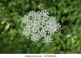 Attēlu rezultāti vaicājumam “Carum carvi flower”