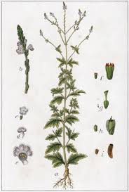 Image result for Verbena officinalis