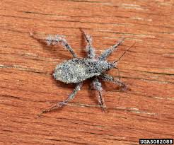 Attēlu rezultāti vaicājumam “Reduvius personatus”