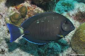 Image result for Acanthurus chirurgus