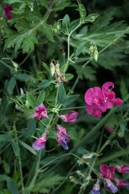Attēlu rezultāti vaicājumam “Lathyrus tuberosus flower”