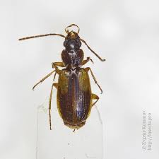 Attēlu rezultāti vaicājumam “Badister bullatus”