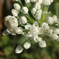 Attēlu rezultāti vaicājumam “Allium cepa bud”