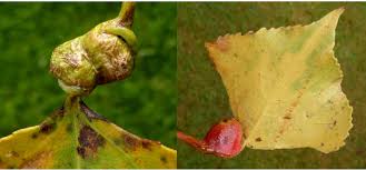 Attēlu rezultāti vaicājumam “Thecabius affinis”