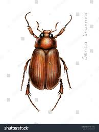 Attēlu rezultāti vaicājumam “Serica brunnea”