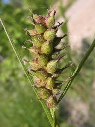 Attēlu rezultāti vaicājumam “Carex lepidocarpa leaf”