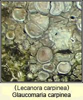 Attēlu rezultāti vaicājumam “Lecanora carpinea”