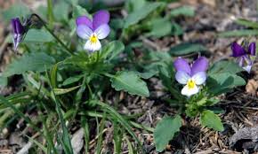Attēlu rezultāti vaicājumam “Viola tricolor subsp. matutina”