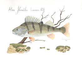 Attēlu rezultāti vaicājumam “Perca fluviatilis”