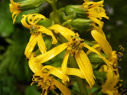 Attēlu rezultāti vaicājumam “Ligularia sibirica flower”