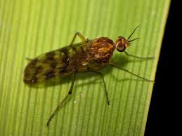 Attēlu rezultāti vaicājumam “Nematocera”