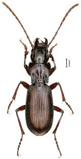 Attēlu rezultāti vaicājumam “Pterostichus oblongopunctatus”