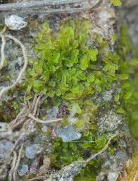 Attēlu rezultāti vaicājumam “Riccardia incurvata”