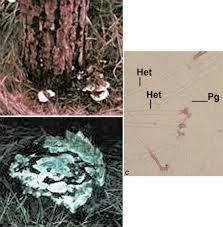 Attēlu rezultāti vaicājumam “Heterobasidion annosum”