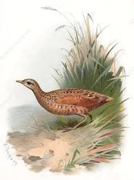 Attēlu rezultāti vaicājumam “Crex crex eggs”