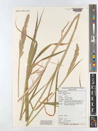 Attēlu rezultāti vaicājumam “Phalaroides arundinacea fruit”