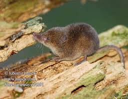 Attēlu rezultāti vaicājumam “Sorex araneus”