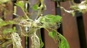 Attēlu rezultāti vaicājumam “Yponomeuta evonymella larva”